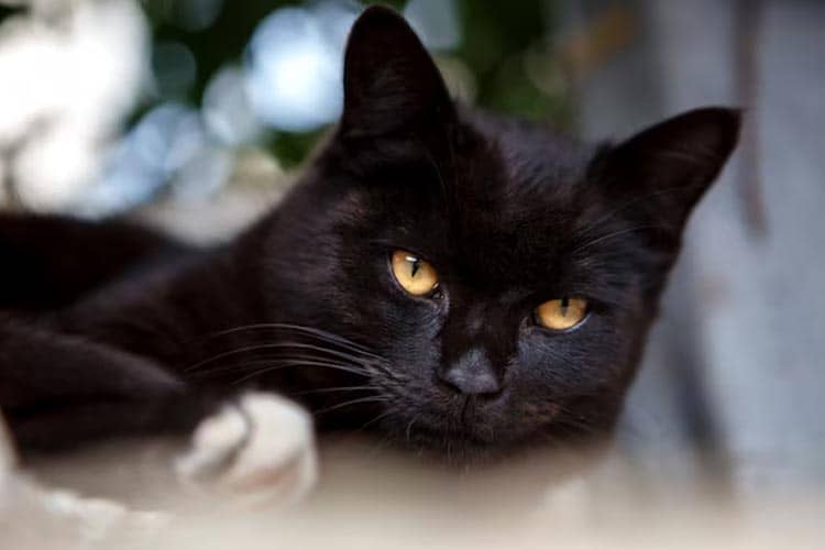 Superstitious about Black Cat and Its Origin Story
