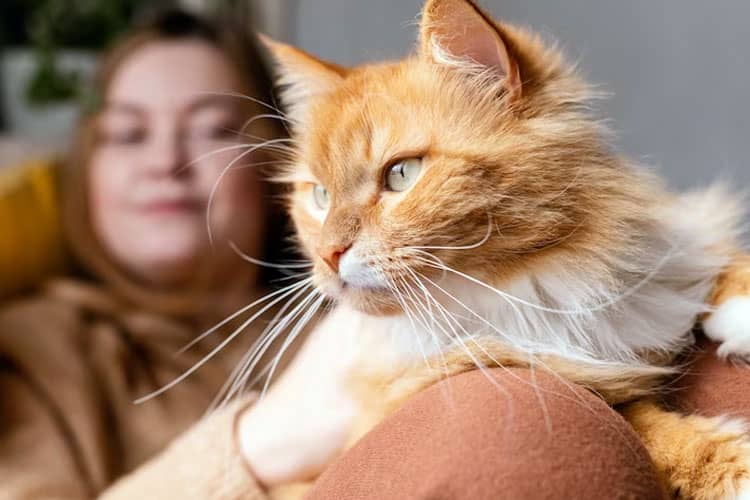The Enigmatic Allure of Ginger Cats: Unraveling Perceptions