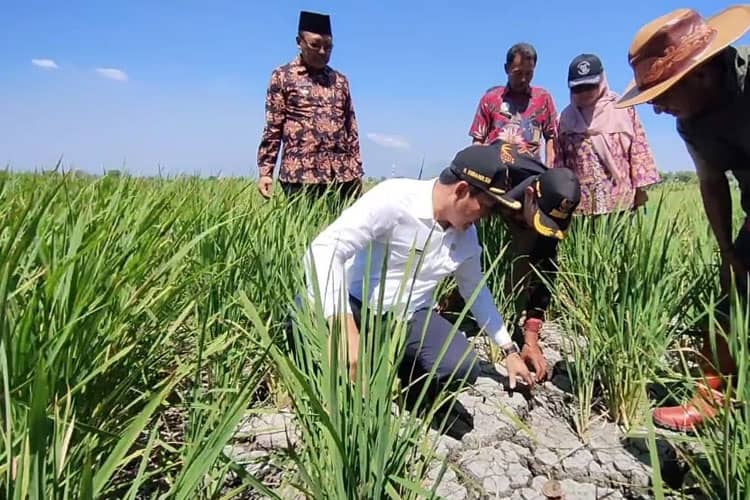 Lahan Pertanian di Tanggulangin Kurang Air, Wabup Subandi Minta Dinas Terkait Atasi Kekeringan di Sidoarjo