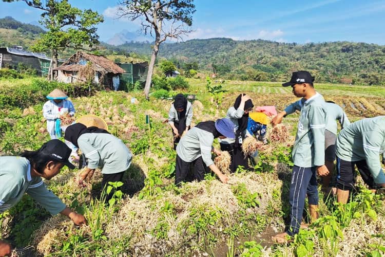 KSM-T Unisma Malang Bantu Kelompok Tani Sajen Makmur Memanen Bawang Merah