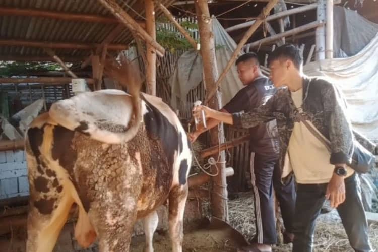 Mahasiswa Unisma Malang Ciptakan Inovasi Spray Aromatik Pengusir Serangga pada Ternak