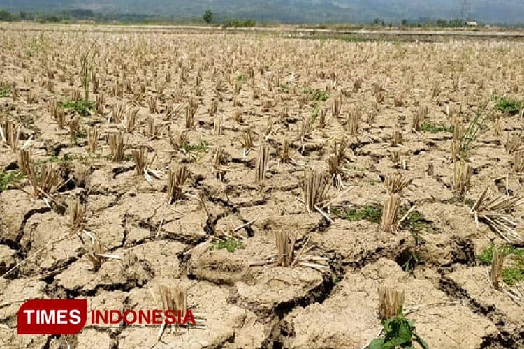 Debit Air Terus Turun, Ribuan Petani di Glagah Banyuwangi Terancam Tak Bisa Bercocok Tanam