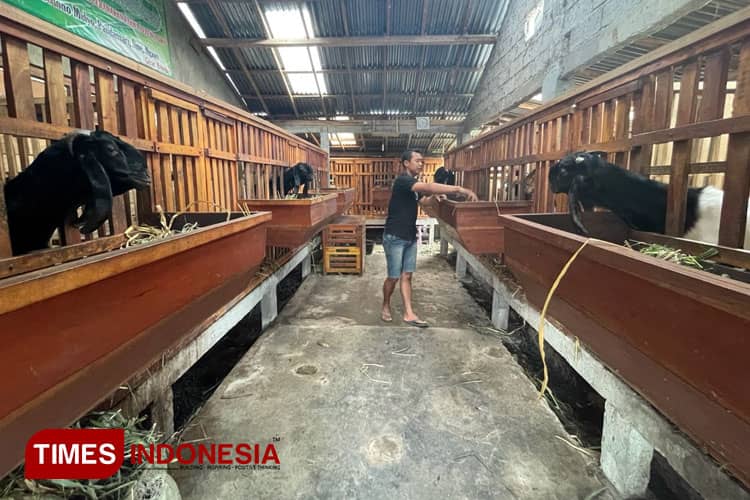 Panduan Ternak Kambing PE ala Breader Ngawi