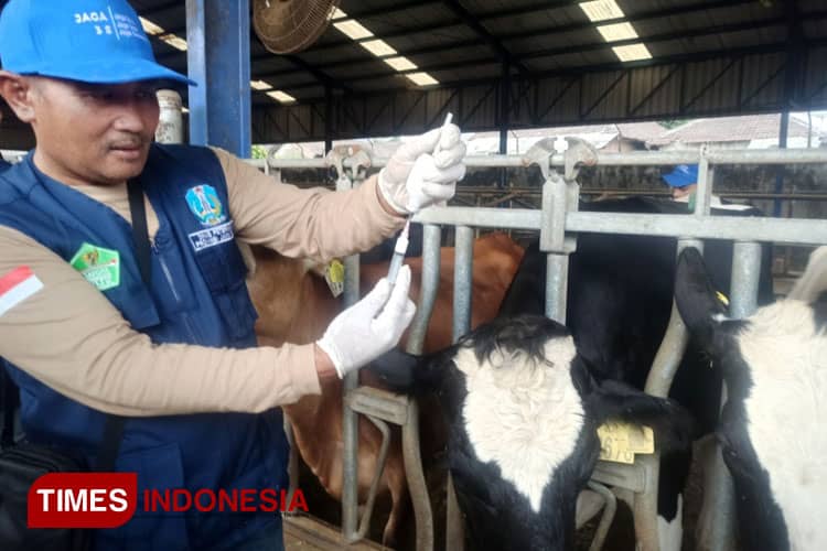Perkokoh Menara Populasi Sapi Perah, Produksi Susu di Jatim Tak Pernah Kering 