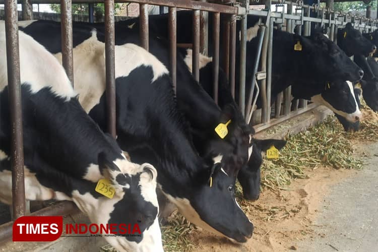 Perkokoh Menara Populasi Sapi Perah, Produksi Susu di Jatim Tak Pernah Kering (2)