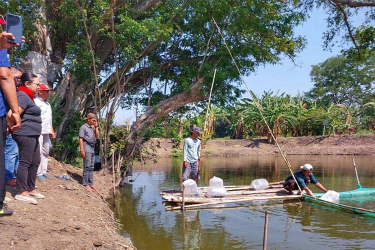 Dukung Ketahanan Pangan, Legislator PDIP Sebar Bibit Ikan di Telaga Sambikerep  