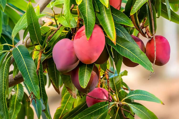 Mangga Termahal di Dunia, Ada dari Jepang dan Peru