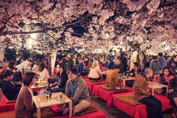 Mengenal Lebih Dekat Sakura, Bunga Nasional yang Penting dalam Sejarah Jepang