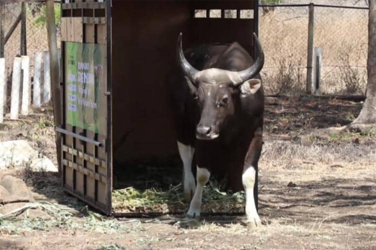 Populasi Banteng Jawa di Taman Nasional Baluran Situbondo Mencapai 211 Ekor