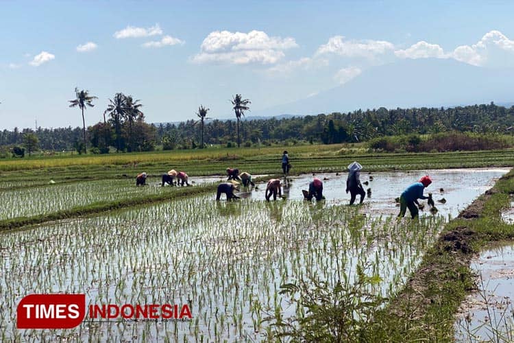 DPRD Banyuwangi Usulkan Pembuatan Sumur Bor di Lahan Pertanian