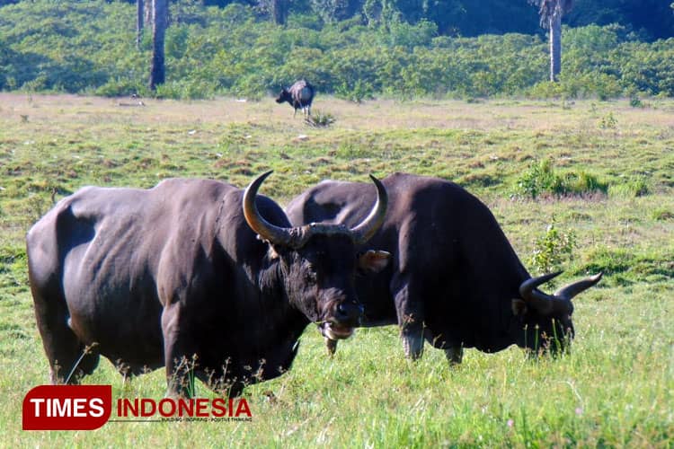 Populasi Banteng dan Merak di Taman Nasional Alas Purwo Meningkat