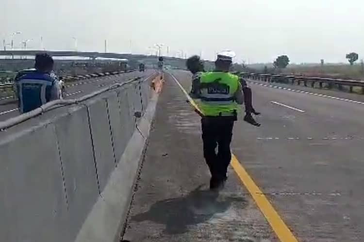 Pejalan Kaki Tersesat Ditemukan Lemas di Tol Surabaya-Mojokerto