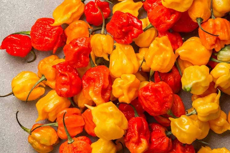 Pepper X Curi Rekor Cabai Terpedas di Dunia Versi Guinness World Records