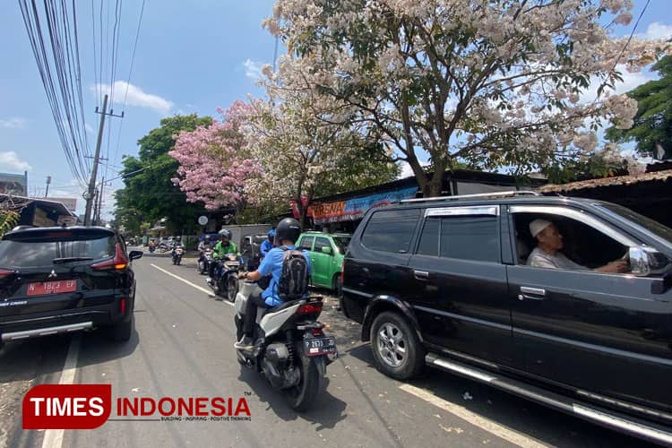 Menelusuri Tabebuya, Tanaman Asal Brasil yang Sudah Ditanam Pemkot Malang Sejak 2015