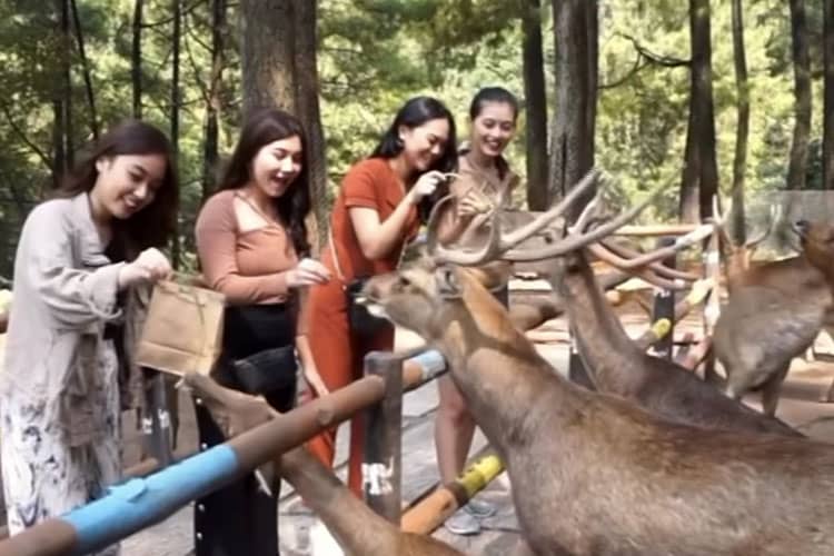 Jelajahi Wisata Keluarga di Taman Safari Prigen Jawa Timur