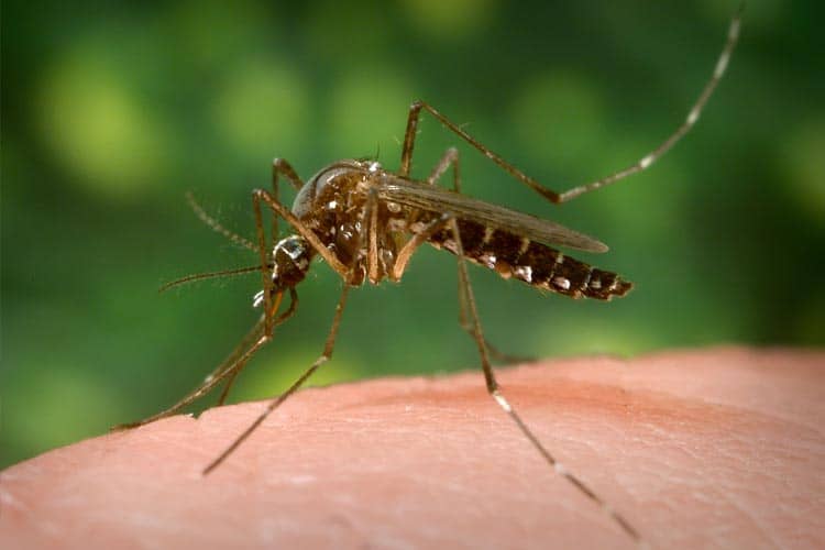 INFO GRAFIS: Perangi Demam Berdarah Dengue dengan Nyamuk Wolbachia