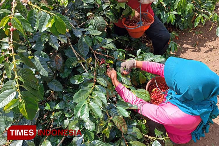 Kisah Inspiratif Petani Kopi Situbondo, Sulit Dapat Pupuk Subsidi, Kini Sudah 80 Persen Organik