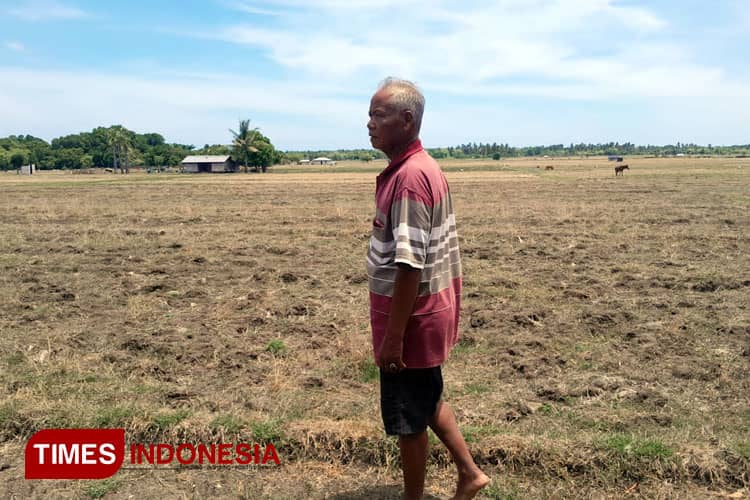 Distanpang Sumba Timur: Ribuan Hektar Lahan Pertanian Kering Dampak El Nino