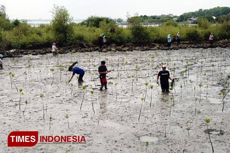Tanam Mangrove di Mengare, Petrokimia Gresik Berkontribusi Jaga Ekosistem Laut