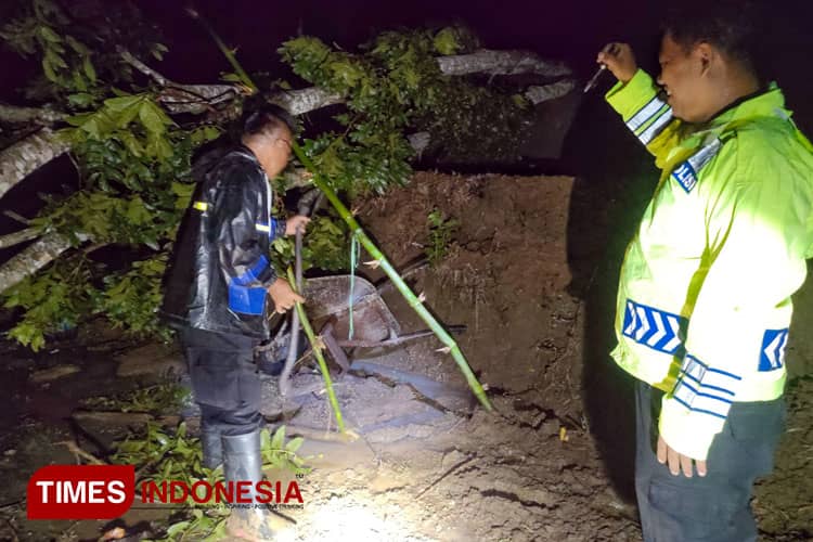 Pohon Tumbang di Tegalombo Pacitan, Satu Orang Meninggal