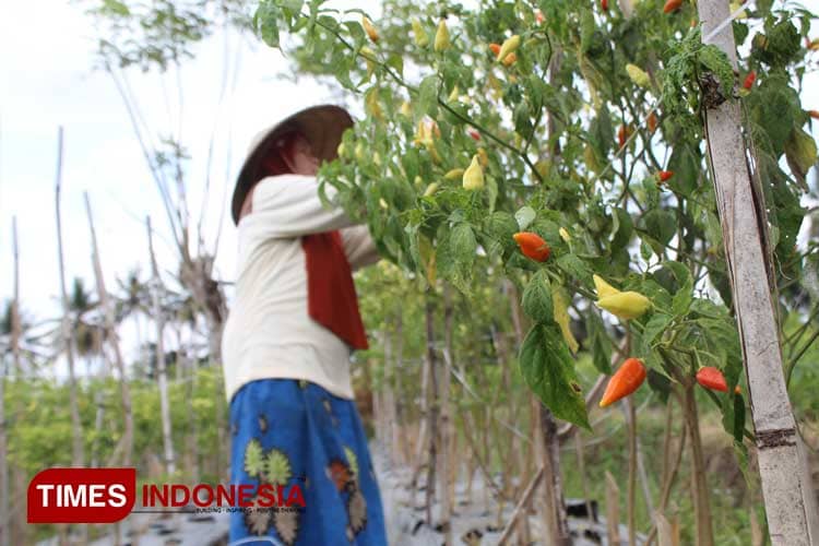 Banyuwangi Penyokong Kebutuhan Cabai di Kota Besar hingga Pabrik