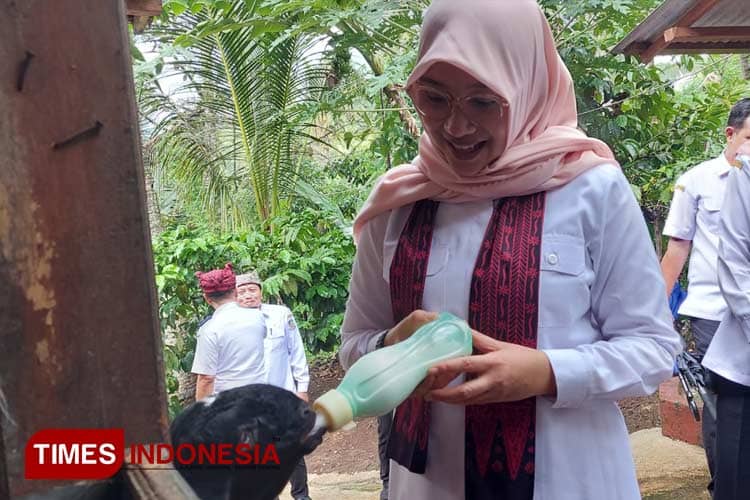 Peternak Sukses di Telemung Banyuwangi, Tingkatkan Perekonomian Melalui Bermitra Susu Kambing