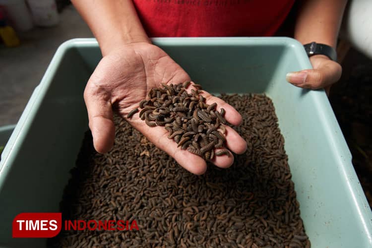 Tangkal Pencemaran Lingkungan di Banyuwangi dengan Pasukan Lalat Tentara Hitam