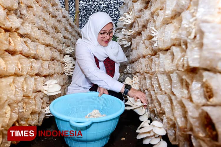 Kampung Jamur di Banyuwangi Sukses Bangun Ekonomi Mandiri