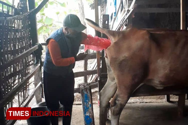 Optimalkan IB, Lamongan Tingkatkan Kualitas dan Kuantitas Ternak Sapi