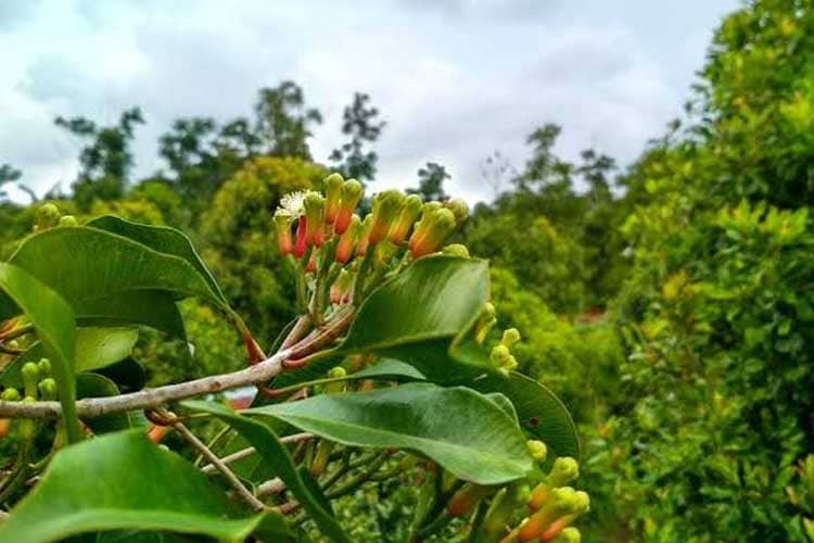 Jelang Ramadan, Harga 3 Komoditas Perkebunan di Maluku Utara Masih Stabil