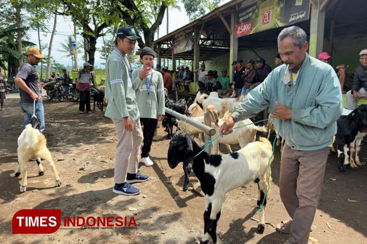KSM-T Unisma Malang Mengulik Pasar Sapi di Desa Pajaran