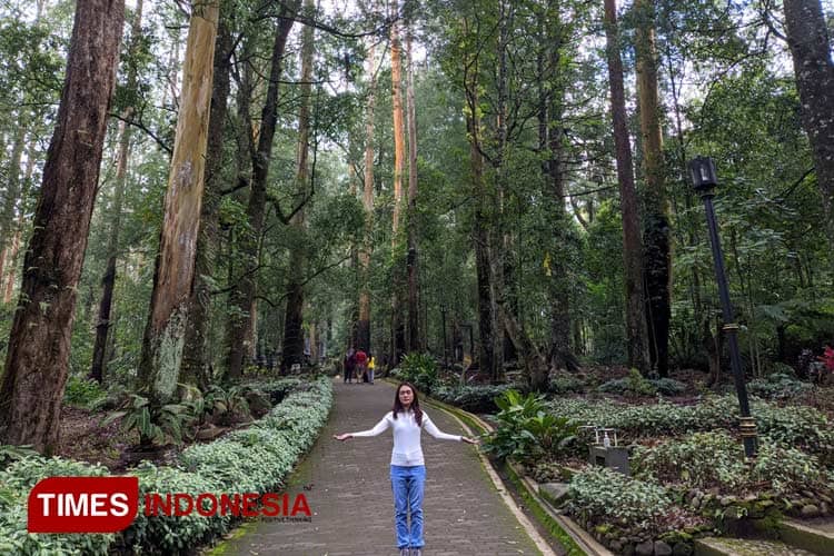 Suasana Surga Alam Mojosemi Forest Park Magetan Bikin Betah