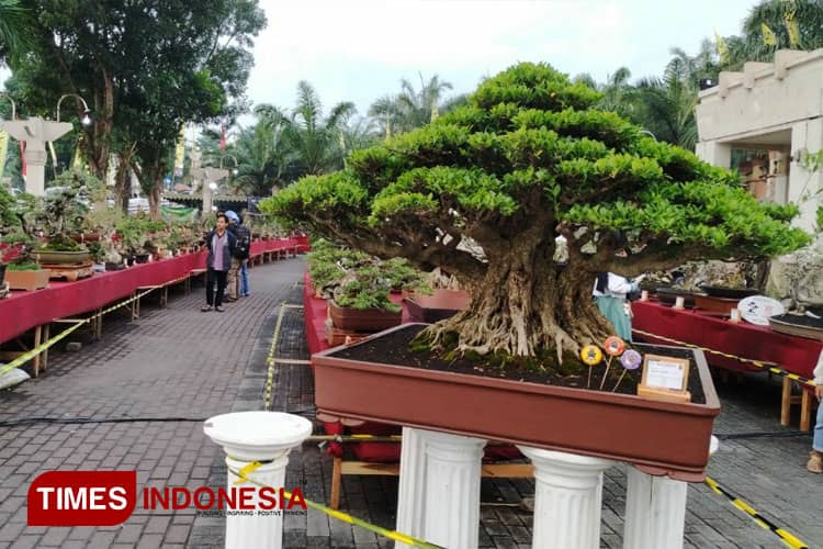 Ratusan Bonsai Cantik Tampil di Pameran Bonsai Nasional Kediri