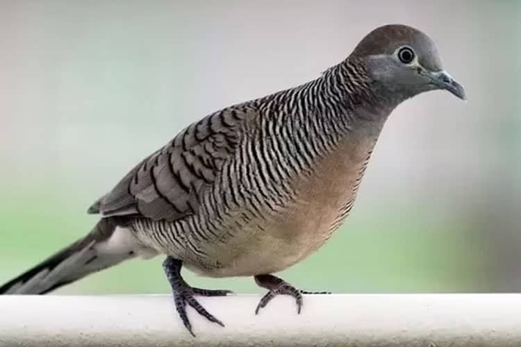 Lomba Burung Perkutut se-Jawa Timur Digelar di Probolinggo, Angkat Tradisi dan Kepercayaan Kejawen
