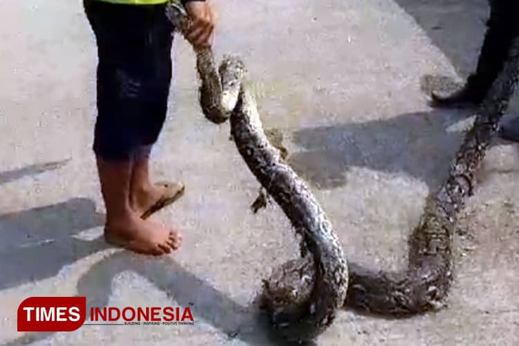 Ular Sanca Sepanjang 6 Meter Gegerkan Nelayan Tanjung Sari Pemalang