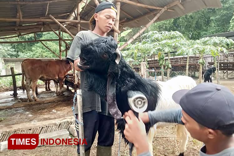 Jasa Salon Kambing ala Dian di Mojoagung Jombang