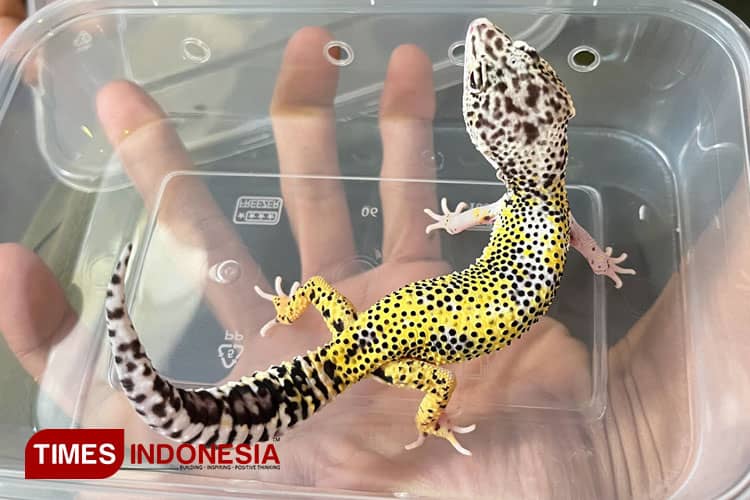 Gecko Lemon Grass Kena Tumor Dibanderol 500 Ribu