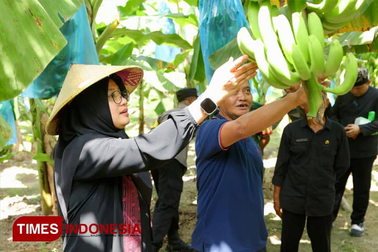 Bupati Banyuwangi Dorong Produksi Pisang Ambon Putih, Ini Alasannya