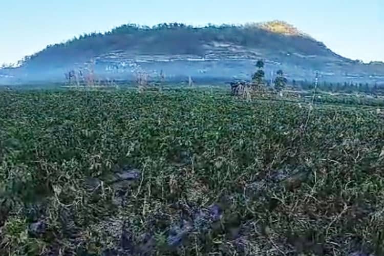 Fenomena Embun Es di Dieng Banjarnegara, Daya Tarik Wisatawan Tapi Ancam Lahan Kentang
