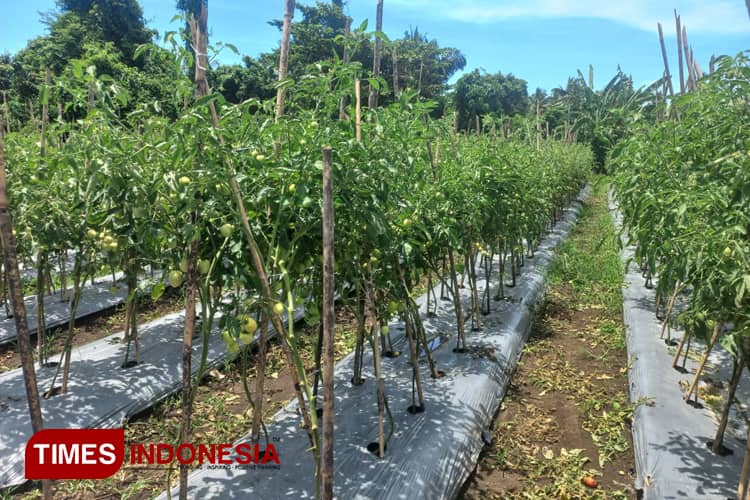 15 Ton Tomat Siap Panen, Program Ketapang Pilowo Morotai Sukses dan Diapresiasi Pj Bupati Burnawan