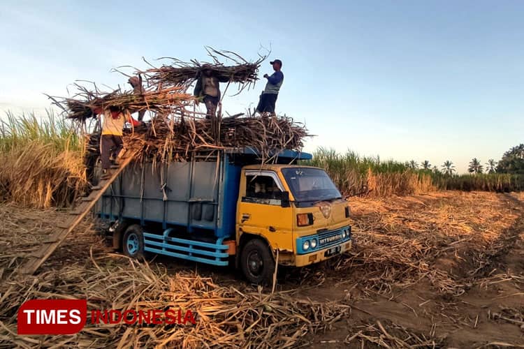 Antara Ambisi Swasembada Gula dan Pahitnya Ketergantungan Impor