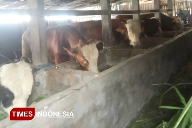 Dintanpan Rembang Imbau Peternak Waspada Potensi Rebound PMK di Cuaca Ekstrem