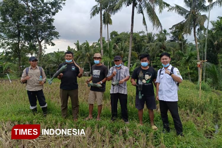 Belerang Efektif Bunuh Hama Tikus, Petani di Bondowoso Butuh Alat Emposan
