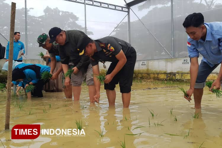 Kodim 0812 Lamongan dan Unisla Lakukan Eksperimen, Cari Formula Padi Super