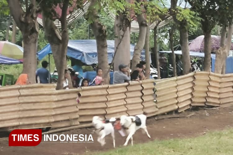 Karapan Kambing Kota Probolinggo, 86 Peserta Adu Cepat di Lapangan Progo