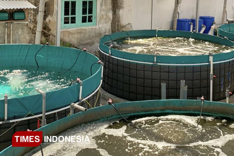 Hadapi Musim Kemarau, Disperikan Banyuwangi Bagikan Tips Bagi Pembudidaya Ikan