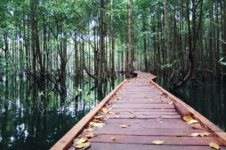 INFO GRAFIK: Pelestarian Mangrove di Indonesia