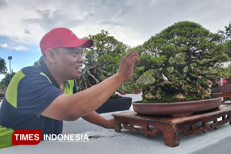 Bonsai Ratusan Juta Adu Cantik di Gresik, Tunjukkan Tingginya Nilai Seni