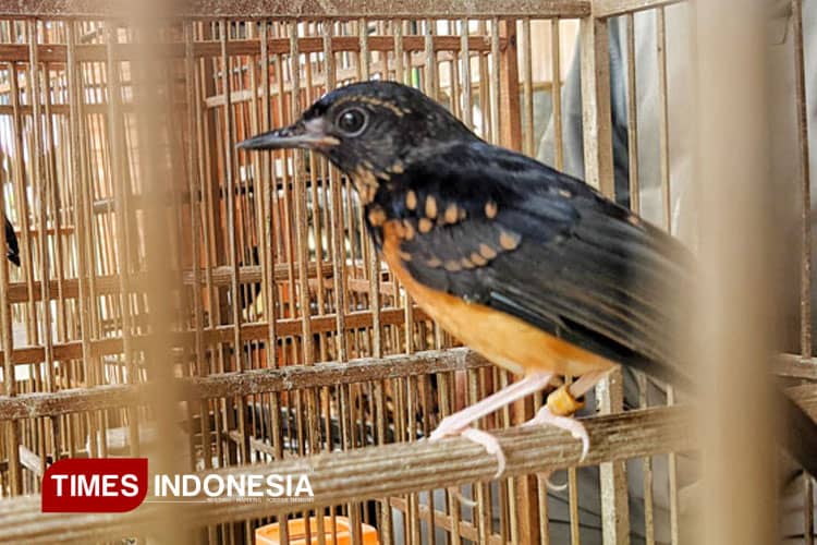 Mengenal Murai Batu, Burung dengan Keindahan Menawan dan Harga Fantastis