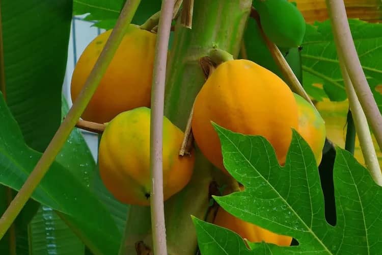 Carica of Dieng Plateau: The Highland Papaya Treasure of Indonesia
